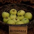 Описание на сорта ябълка Antonovka, характеристики и сортове, отглеждане и грижи