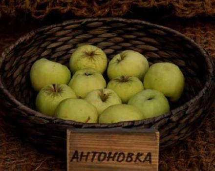 Descripción de la variedad de manzana Antonovka, características y variedades, cultivo y cuidado.