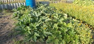 Comment nourrir et fertiliser les courgettes pendant la floraison et la fructification pour accélérer la maturation