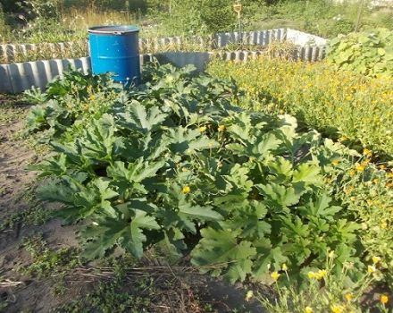 How to feed and fertilize zucchini during flowering and fruiting to accelerate ripening