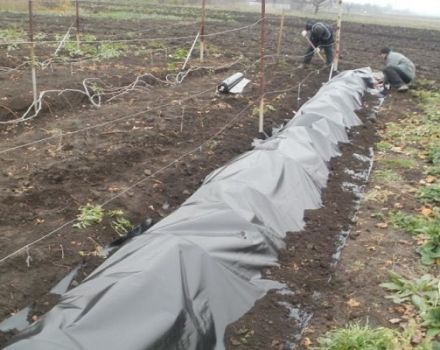 Cómo preparar uvas para el invierno, las formas correctas de refugio y aislamiento.