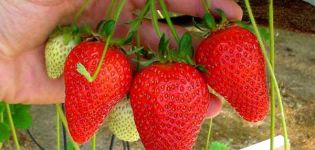 The best varieties of remontant strawberries, reproduction, cultivation and care