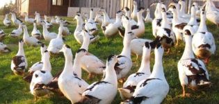 Combien d'années en moyenne les canards peuvent-ils vivre dans la nature et à la maison?