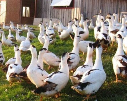 How many years on average can ducks live in nature and at home?