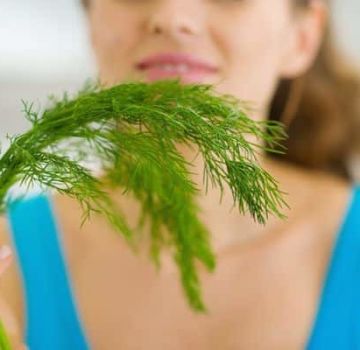 Useful and medicinal properties of dill seeds, possible contraindications for the health of the human body