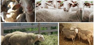 Description and characteristics of lacon sheep, requirements for their maintenance