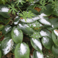 Cómo preparar su hosta para el invierno en otoño, cuidado adecuado y tiempo de poda.