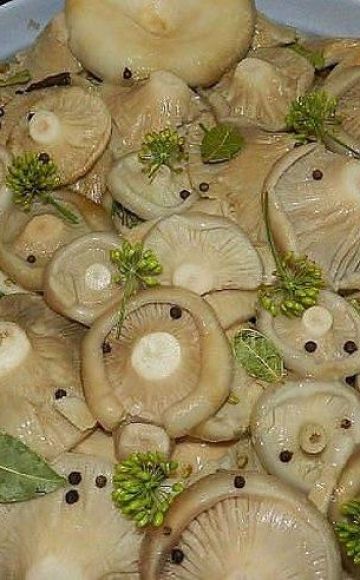 Pourquoi les champignons de lait noircissent lorsqu'ils sont salés, comment les saler et les blanchir correctement