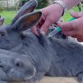 Rules for vaccinating rabbits at home and when to vaccinate