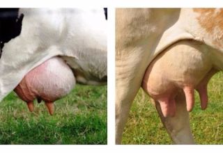 What udder shapes do cows have and how many nipples they have, organ anatomy