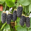 Description and characteristics of the blackberry variety Karaka Black, planting and care