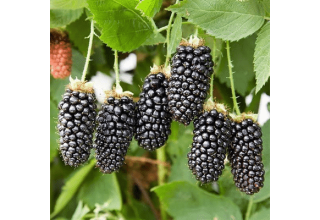 Descripción y características de la variedad de mora Karaka Black, plantación y cuidado.