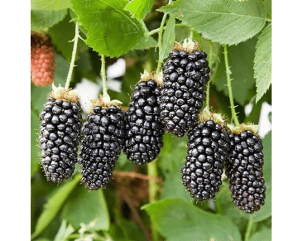 Description and characteristics of the blackberry variety Karaka Black, planting and care