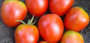 Description of the Apollo tomato variety, its characteristics and yield