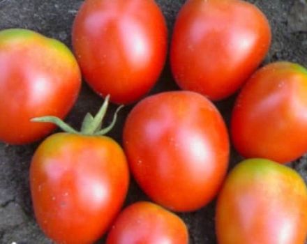 Penerangan mengenai varieti tomato Apollo, ciri dan hasilnya