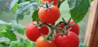 Description of the tomato variety Severenok and its characteristics