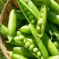 Kekeluargaan kacang polong: sayur-sayuran, buah-buahan atau kekacang, perihalan tanaman