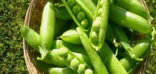 What family does the pea belong to: vegetable, fruit or legumes, description of the plant