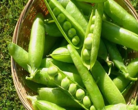 À quelle famille appartient le pois: légume, fruit ou légumineuse, description de la plante