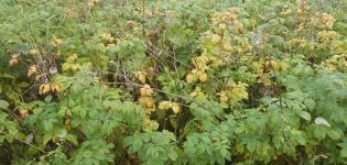 Pourquoi les framboises ne portent pas de fruits, les baies ne poussent pas et que faire des fleurs stériles