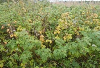 Pourquoi les framboises ne portent pas de fruits, les baies ne poussent pas et que faire des fleurs stériles