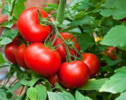 Description of tomato variety Finish and characteristics