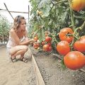 Les meilleures variétés de tomates pour la région de Kirov en serre