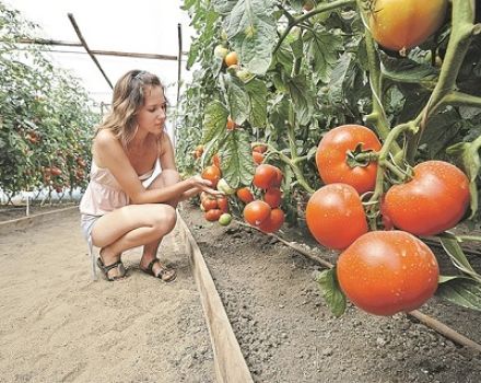 A legjobb paradicsomfajták az üvegházban a Kirovi régió számára