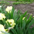 Beschrijving van de zoete Pomponet-narcisvariëteit, plant- en verzorgingsregels