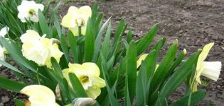 Description of the sweet Pomponet daffodil variety, planting and care rules