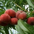 Description of varieties of fig peaches, useful properties and cultivation