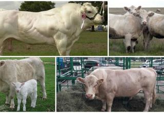 Description and characteristics of cattle of the Auliekol breed, maintenance rules