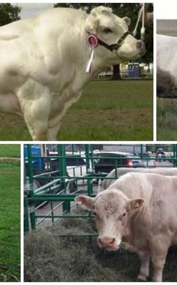 Description et caractéristiques de la race bovine Auliekol, règles d'entretien