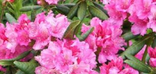 Description et caractéristiques de la variété de rhododendrons de La Haye, plantation et entretien