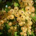 Description de la variété de cassis blanc de Versailles, plantation et entretien