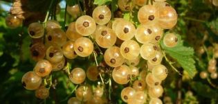 Descripción de la variedad de grosella blanca Versalles, plantación y cuidado.