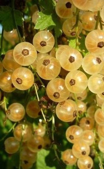 Description de la variété de cassis blanc de Versailles, plantation et entretien