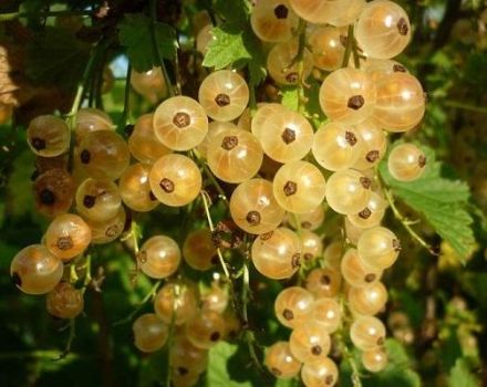 Description de la variété de cassis blanc de Versailles, plantation et entretien