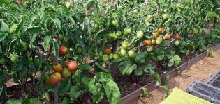 Comment planter, cultiver et entretenir des tomates en plein champ