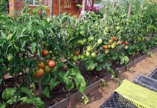 Cómo plantar, cultivar y cuidar tomates en campo abierto.