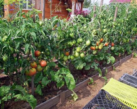 Comment planter, cultiver et entretenir des tomates en plein champ