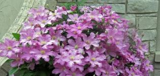 Description of clematis varieties de Boucher, planting scheme and care