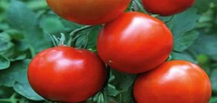 Description of the tomato variety Prince Silver, features of cultivation and care