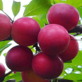 Description of the cherry plum variety Traveler, pollinators, planting and care