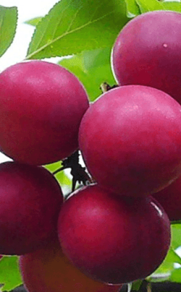 Description de la variété de prune de cerisier Traveler, pollinisateurs, plantation et soins