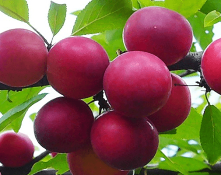 Description of the cherry plum variety Traveler, pollinators, planting and care