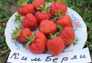 Description and characteristics of the Kimberly strawberry variety, cultivation and reproduction