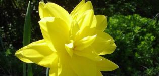 Description and features of the variety of daffodil Golden Ducat, planting and care