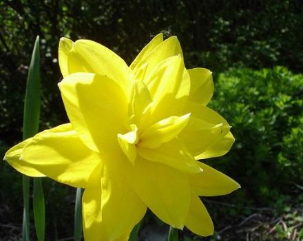 Descripción y características de la variedad narciso Golden Ducat, plantación y cuidado.