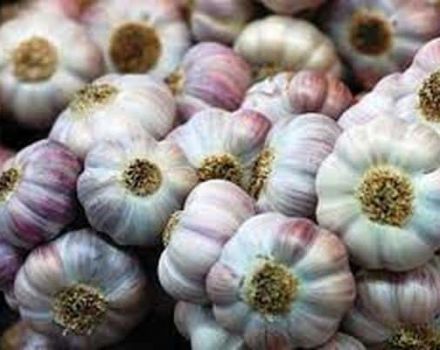 Description of the Podmoskovny garlic variety, its characteristics and yield